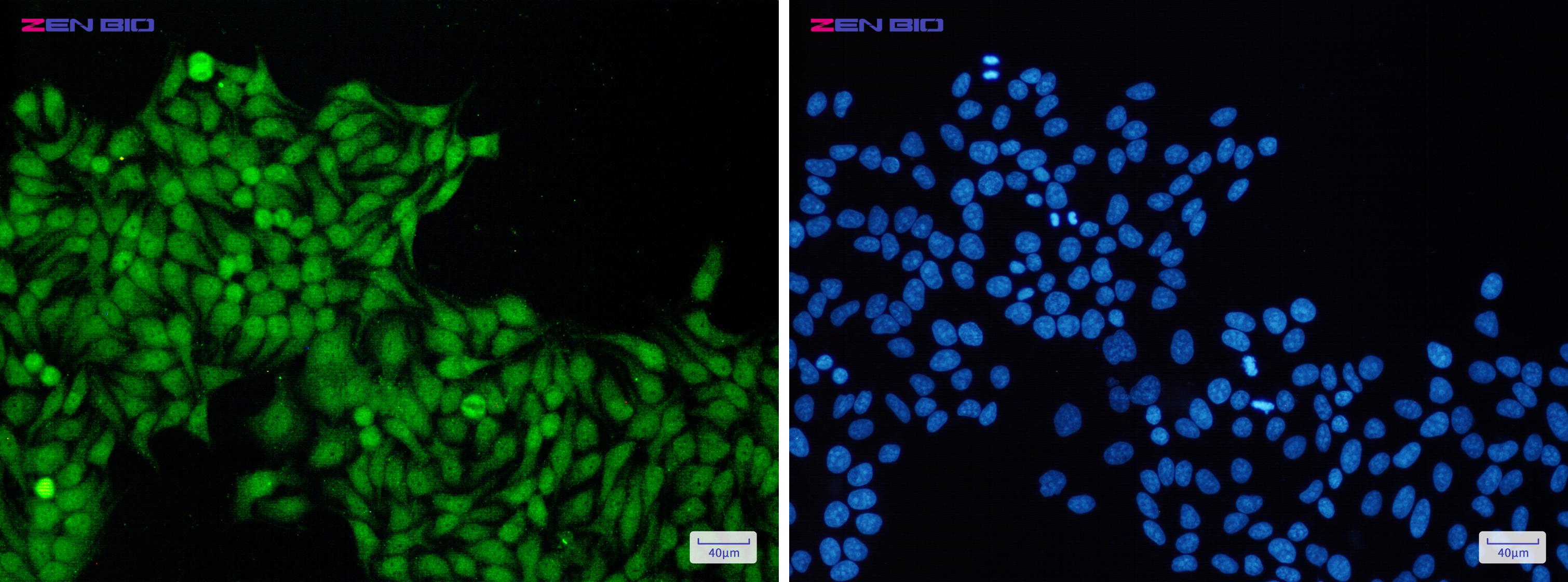 Immunocytochemistry of ROC1(green) in Hela cells using ROC1 Rabbit pAb at dilution 1/50, and DAPI(blue)