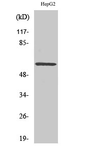 Fig1:; Western Blot analysis of various cells using ERK 8 Polyclonal Antibody cells nucleus extracted by Minute TM Cytoplasmic and Nuclear Fractionation kit (SC-003,Inventbiotech,MN,USA).