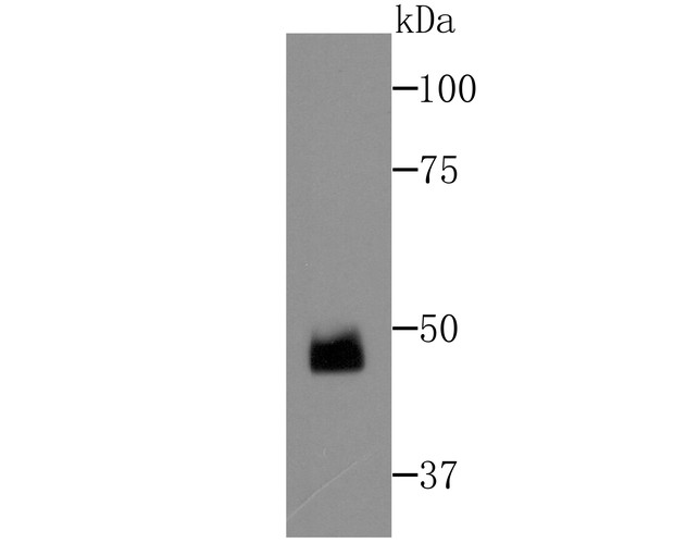 Fig1: Western blot analysis of FEZF2 on Zebrafish tissue lysates using anti-FEZF2 antibody at 1/500 dilution.