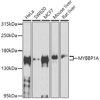 Western blot - MYBBP1A Polyclonal Antibody 