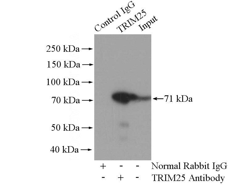 IP Result of anti-TRIM25 (IP:Catalog No:116307, 4ug; Detection:Catalog No:116307 1:600) with K-562 cells lysate 3200ug.