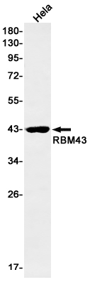 Western blot detection of RBM43 in Hela cell lysates using RBM43 Rabbit mAb(1:1000 diluted).Predicted band size:41kDa.Observed band size:41kDa.