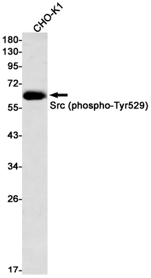 Western blot detection of Src (phospho-Tyr529) in CHO-K1 cell lysates using Src (phospho-Tyr529) Rabbit mAb(1:1000 diluted).Predicted band size:60kDa.Observed band size:60kDa.