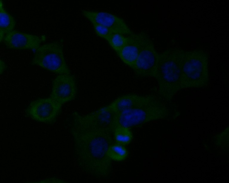 Fig2: ICC staining of SPATA5L1 in HCT116 cells (green). Formalin fixed cells were permeabilized with 0.1% Triton X-100 in TBS for 10 minutes at room temperature and blocked with 1% Blocker BSA for 15 minutes at room temperature. Cells were probed with the primary antibody ( 1/50) for 1 hour at room temperature, washed with PBS. Alexa Fluor®488 Goat anti-Mouse IgG was used as the secondary antibody at 1/1,000 dilution. The nuclear counter stain is DAPI (blue).