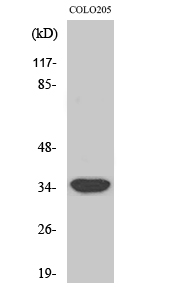 Fig1:; Western Blot analysis of various cells using MRP-L4 Polyclonal Antibody
