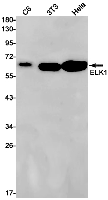 Western blot detection of ELK1 in C6,3T3,Hela cell lysates using ELK1 Rabbit pAb(1:1000 diluted).Predicted band size:45kDa.Observed band size:62kDa.