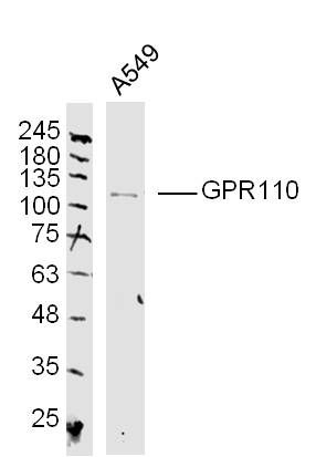 Fig3: Sample: A549 (human)Cell Lysate at 40 ug; Primary: Anti-GPR110 at 1/300 dilution; Secondary: IRDye800CW Goat Anti-Rabbit IgG at 1/20000 dilution; Predicted band size: 99 kD; Observed band size: 109 kD