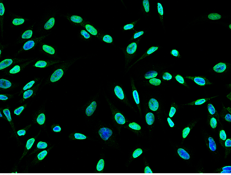 MAP2K5 Antibody, Rabbit PAb, Antigen Affinity Purified, Immunofluorescence