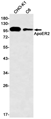 Western blot detection of ApoER2 in CHO-K1,C6 cell lysates using ApoER2 Rabbit mAb(1:500 diluted).Predicted band size:106kDa.Observed band size:130106kDa.