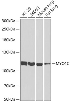 Western blot - MYO1C Polyclonal Antibody 
