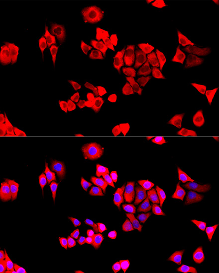 Immunofluorescence - EIF3J Polyclonal Antibody 