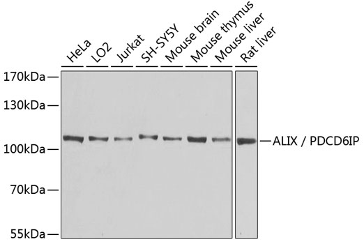 Western blot - ALIX / PDCD6IP Polyclonal Antibody 