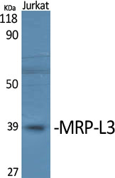 Fig1:; Western Blot analysis of various cells using MRP-L3 Polyclonal Antibody
