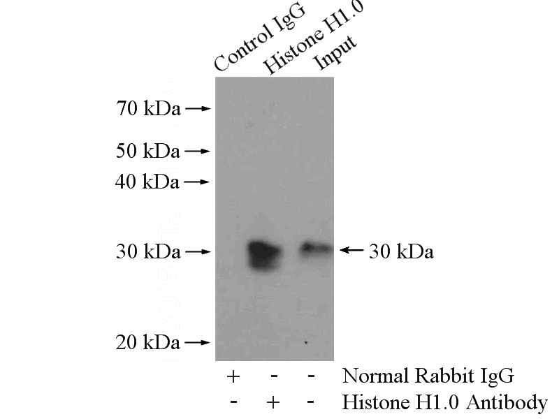 IP Result of anti-Histone H1.0 (IP:Catalog No:111366, 4ug; Detection:Catalog No:111366 1:500) with A431 cells lysate 2400ug.