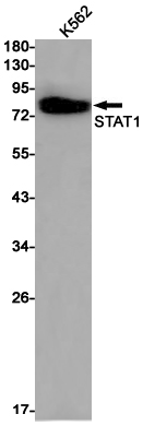 Western blot detection of STAT1 in K562 cell lysates using STAT1 Rabbit pAb(1:1000 diluted).Predicted band size:87kDa.Observed band size:87kDa.