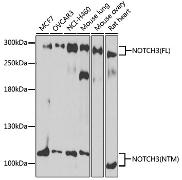Western blot - NOTCH3 Polyclonal Antibody. Western blot analysis of extracts of various cell lines, using NOTCH3 antibody at 1:1000 dilution.Secondary antibody: HRP Goat Anti-Rabbit IgG at 1:10000 dilution.Lysates/proteins: 25ug per lane.Blocking buffer: 3% nonfat dry milk in TBST.Exposure time: 5s.
