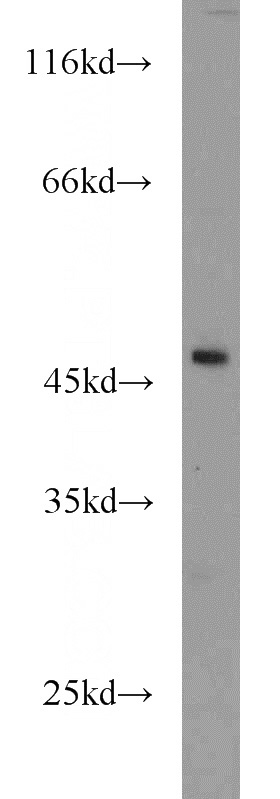 HEK-293 cells were subjected to SDS PAGE followed by western blot with Catalog No:108059(ANGPTL5 antibody) at dilution of 1:500