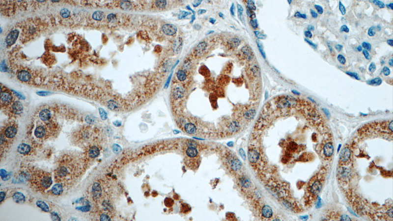 Immunohistochemistry of paraffin-embedded human kidney tissue slide using Catalog No:115600(SRR Antibody) at dilution of 1:50 (under 40x lens)