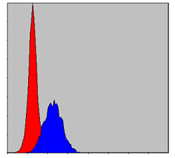 Flow cytometric analysis of MCF-7 cells using C-CBL mouse mAb (blue) and negative control (red).