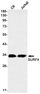 Western blot detection of SURF4 in C6,Jurkat cell lysates using SURF4 Rabbit mAb(1:1000 diluted).Predicted band size:30kDa.Observed band size:30kDa.