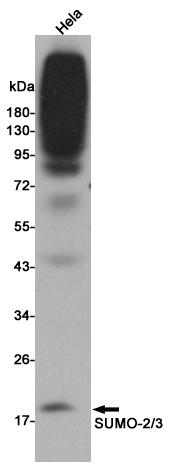 Western blot detection of SUMO-2/3 in Hela cell lysates using SUMO-2/3 mouse mAb(dilution 1:1000).
