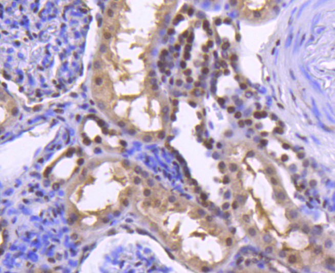 Fig8: Immunohistochemical analysis of paraffin-embedded human kidney tissue using anti-Histone H2B(acetyl K20) antibody. Counter stained with hematoxylin.