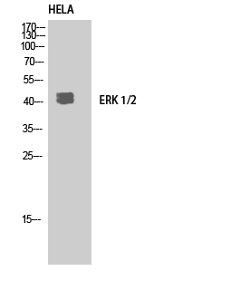 Western Blot analysis of HELA using ERK 1/2 Polyclonal Antibody.