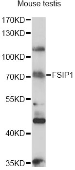 Western blot - FSIP1 Polyclonal Antibody 