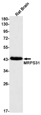 Western blot detection of MRPS31 in Rat Brain lysates using MRPS31 Rabbit mAb(1:1000 diluted).Predicted band size:45kDa.Observed band size:45kDa.