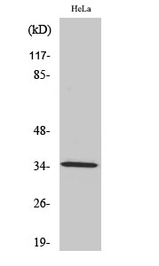 Fig1:; Western Blot analysis of various cells using Olfactory receptor 2A4/7 Polyclonal Antibody