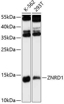 Western blot - ZNRD1 Polyclonal Antibody 