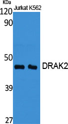 Fig1:; Western Blot analysis of various cells using DRAK2 Polyclonal Antibody cells nucleus extracted by Minute TM Cytoplasmic and Nuclear Fractionation kit (SC-003,Inventbiotech,MN,USA).