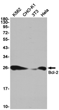 Western blot detection of Bcl-2 in K562,CHO-K1,3T3,Hela cell lysates using Bcl-2 Rabbit pAb(1:1000 diluted).Predicted band size:26KDa.Observed band size:26KDa.