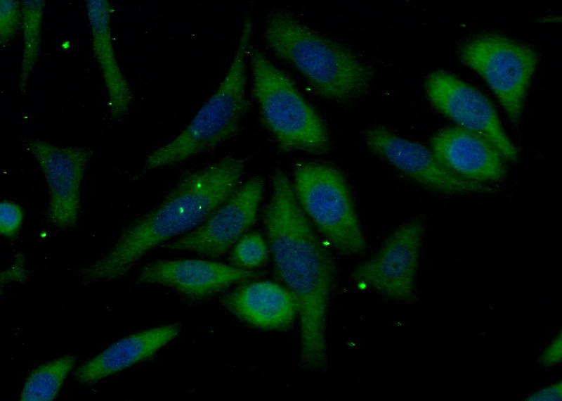 Immunofluorescent analysis of (-20oc Ethanol) fixed HeLa cells using Catalog No:117059(DAPK3 Antibody) at dilution of 1:50 and Alexa Fluor 488-congugated AffiniPure Goat Anti-Rabbit IgG(H+L)