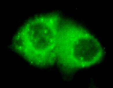 Immunocytochemistry of HeLa cells using anti-Keratin 7(C-terminus) mouse mAb diluted 1:150.