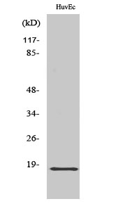 Fig1:; Western Blot analysis of various cells using ZNHIT1 Polyclonal Antibody diluted at 1: 1000. Secondary antibody（catalog#: HA1001) was diluted at 1:20000