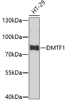 Western blot - DMTF1 Polyclonal Antibody 