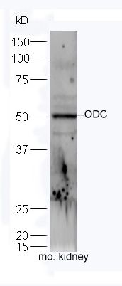 Fig2: Sample: Kidney(Mouse) lysate at 30ug;; Primary: Anti-ODC at 1:300 dilution;; Secondary: HRP conjugated Goat-Anti-rabbit IgG(bs-0295G-HRP) at 1: 5000 dilution;; Predicted band size:51 kD; Observed band size:51 kD