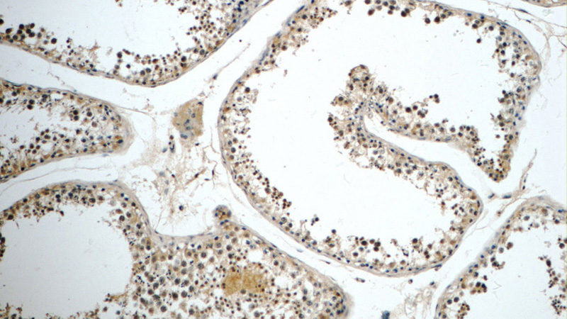 Immunohistochemistry of paraffin-embedded human testis tissue slide using Catalog No:111305(HEXIM2 Antibody) at dilution of 1:50 (under 10x lens)