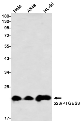 Western blot detection of p23/PTGES3 in Hela,A549,HL-60 using p23/PTGES3 Rabbit mAb(1:1000 diluted)