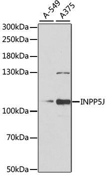 Western blot - INPP5J Polyclonal Antibody 