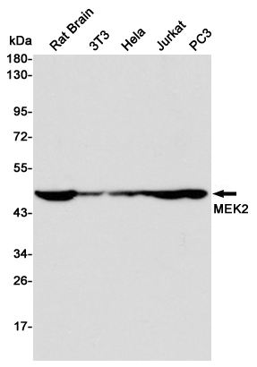 Western blot detection of MEK2 in Rat Brain,3T3,Hela,Jurkat and PC3 cell lysates using MEK2 mouse mAb (1:1000 diluted).Predicted band size:44KDa.Observed band size:45KDa.