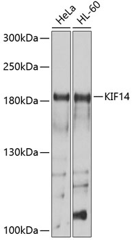 Western blot - KIF14 Polyclonal Antibody 