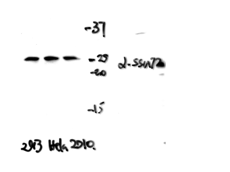 WB result of SSU72 antibody (Catalog No:115616, 1:1,000) with 293, HeLa cell lysate by Dr. Katherine Jones' lab in the Salk Institute for Biological Studies.