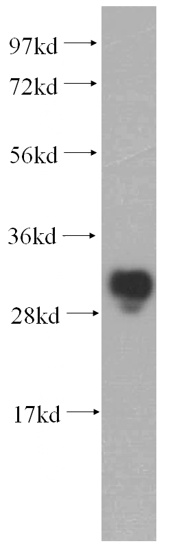 A2780 cells were subjected to SDS PAGE followed by western blot with Catalog No:112516(METTL1 antibody) at dilution of 1:500