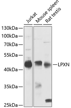 Western blot - LPXN Polyclonal Antibody 