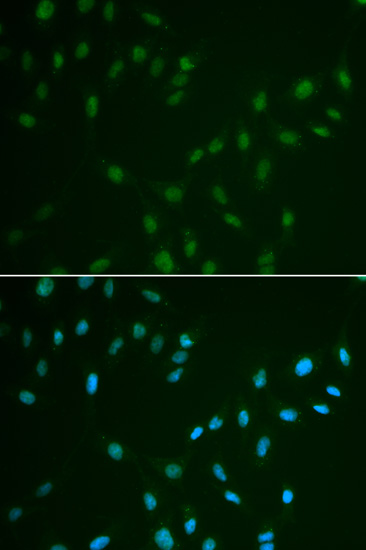 Immunofluorescence - HSF2 Polyclonal Antibody 