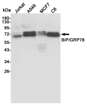 Western blot analysis of extracts from Jurkat,A549,MCF7 and C6 cell lysates using BiP/GRP78 mouse mAb (1:1000 diluted).Predicted band size:72KDa.Observed band size:72KDa.