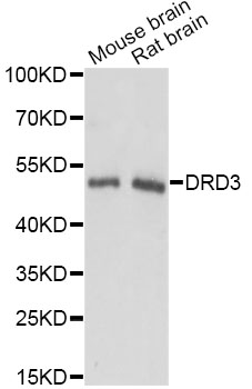 Western blot - DRD3 Polyclonal Antibody 