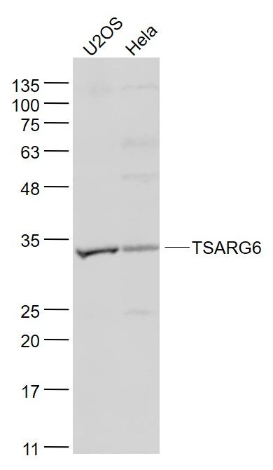 Fig1: Sample:; U2OS(Human) Cell Lysate at 30 ug; Hela(Human) Cell Lysate at 30 ug; Primary: Anti- TSARG6 at 1/1000 dilution; Secondary: IRDye800CW Goat Anti-Rabbit IgG at 1/20000 dilution; Predicted band size: 36 kD; Observed band size: 34 kD